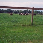 miniature_horse_farm