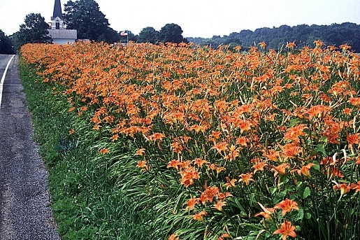 lilies_at_cherryville